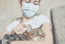 Coronavirus nel gatto, non solo Covid-19