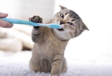 Cosa sapere sui denti dei gattini