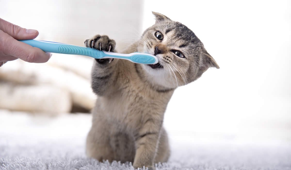 Cosa sapere sui denti dei gattini