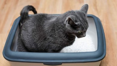 Cosa fare quando il gatto ha la diarrea