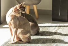 6 razze di gatti senza peli