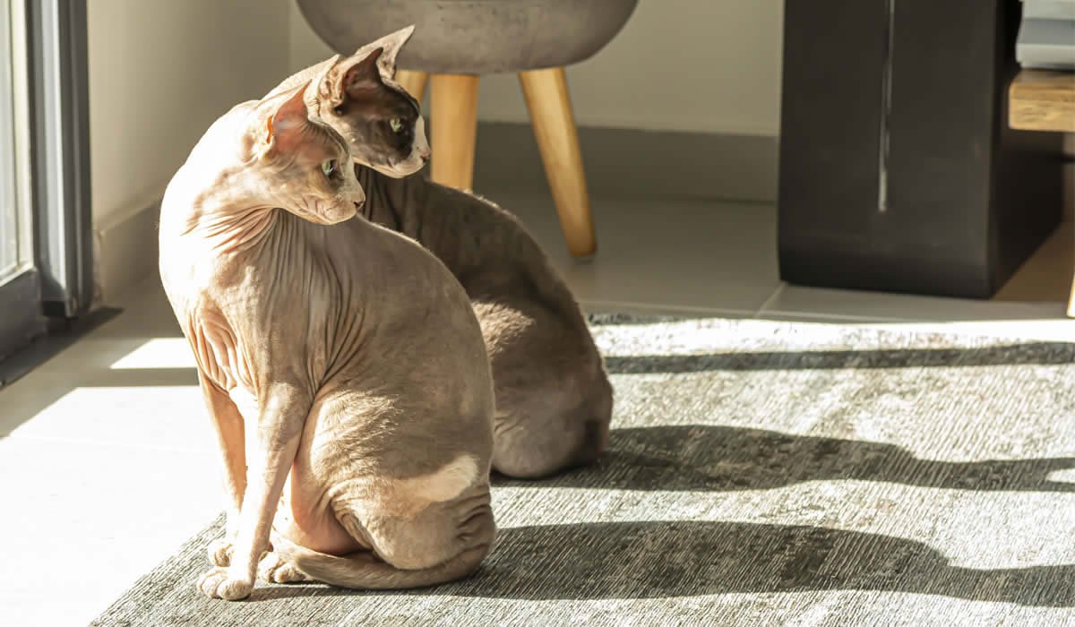 6 razze di gatti senza peli 1 6 razze di gatti senza peli