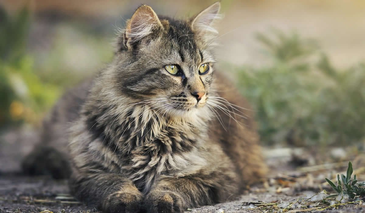 Come ci si comporta con un gatto che miagola sempre