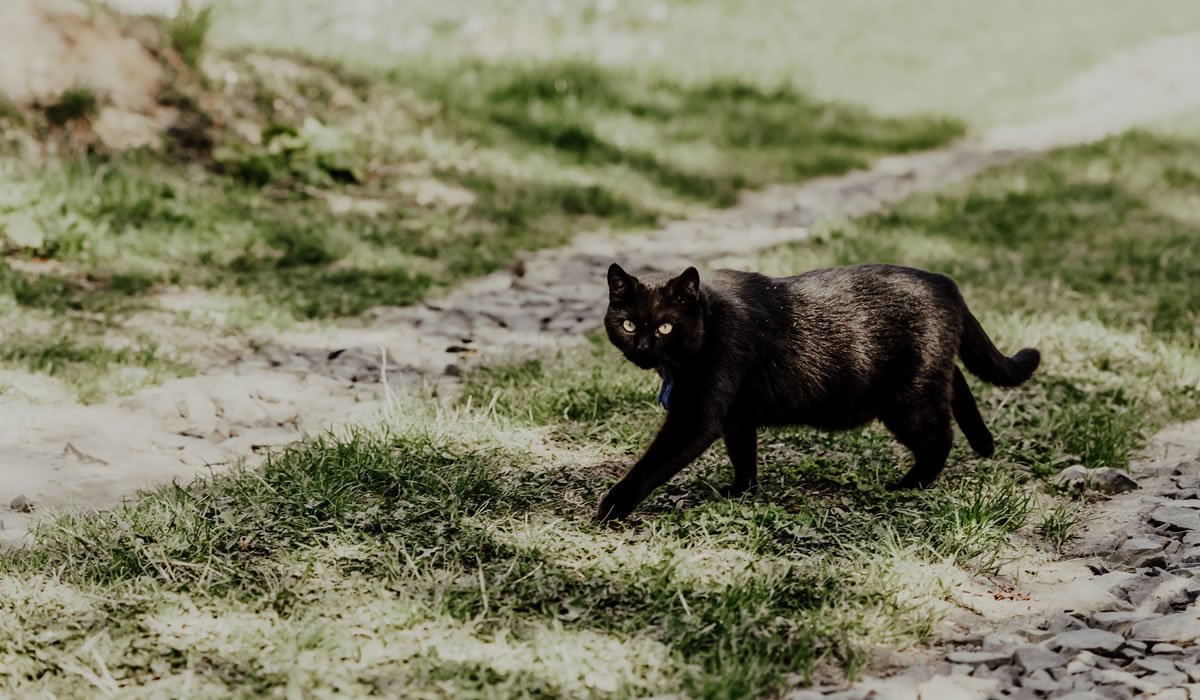 Gatto nero superstizione e leggende del medioevo