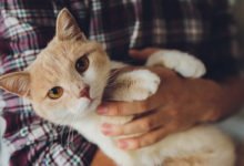 Come comportarsi se il gatto starnutisce sempre