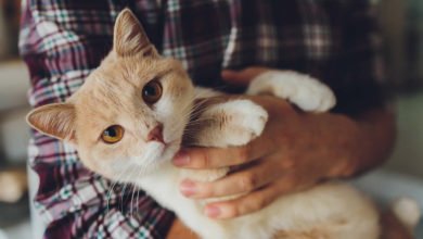 Come comportarsi se il gatto starnutisce sempre