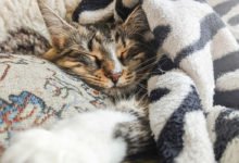 Gatto raffreddato ecco come aiutarlo