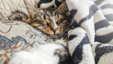 Gatto raffreddato ecco come aiutarlo
