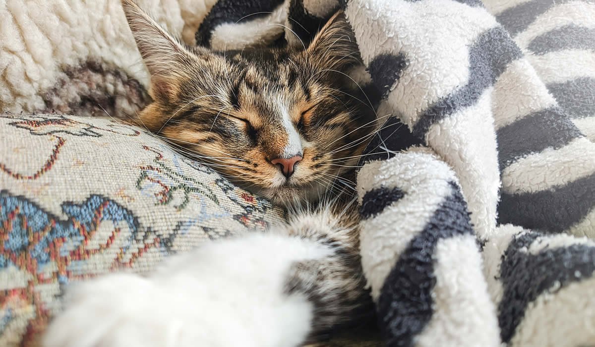 Gatto raffreddato ecco come aiutarlo