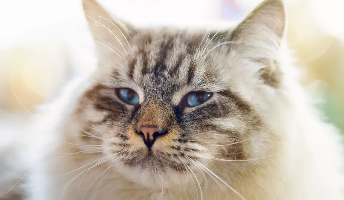 Informazioni sulla razza di gatto Ragamuffin