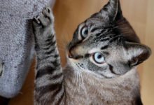 Come scegliere il disabituante per il gatto