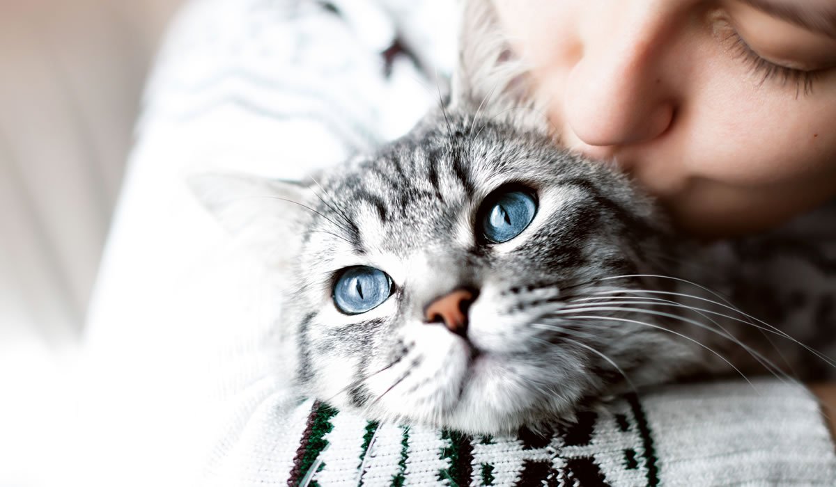 Il significato dei gatti nei sogni 1 Interpretazione del sognare gatti