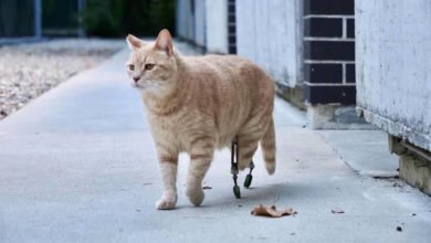 Vito il gatto bionico