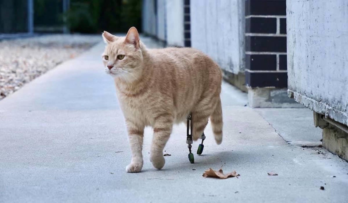 Vito, il gatto bionico 1 Vito il gatto bionico