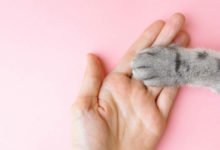 Anatomia del gatto: zampine e gommini