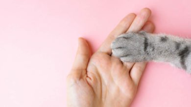 Anatomia del gatto: zampine e gommini