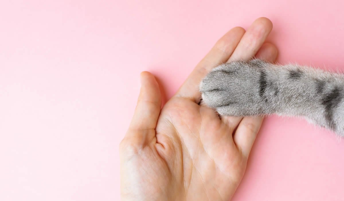 Anatomia del gatto: zampine e gommini