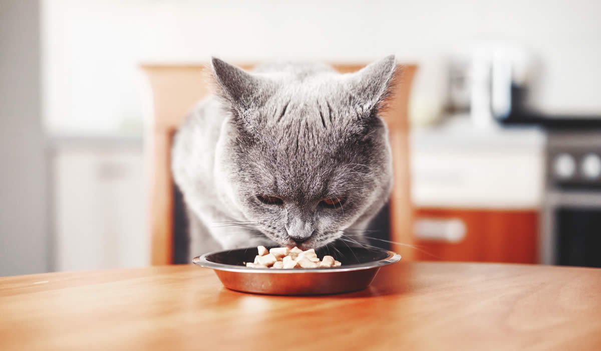 cosa dare da mangiare al gatto sterilizzato