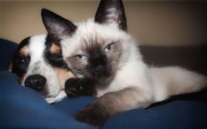 Foto di cani e gatti 8 immagini di cuccioli di cani e gatti