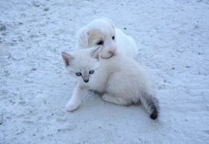 Foto di cani e gatti 11 immagini cani e gatti cuccioli