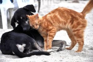 Foto di cani e gatti 12 immagini di cani e gatti insieme