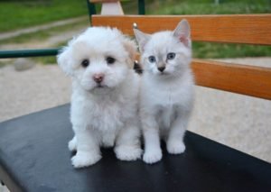 Foto di cani e gatti 13 immagini cani e gatti insieme