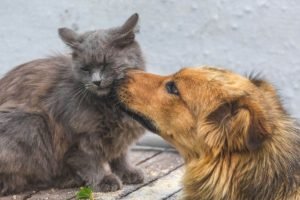 Foto di cani e gatti 16 immagini cane e gatto
