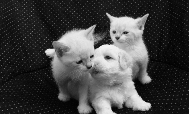 Foto di cani e gatti 5 immagini di cani e gatti cuccioli