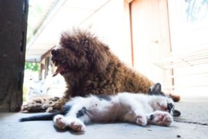 Foto di cani e gatti 20 immagini gatti e cani