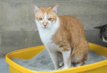 Come riconoscere e curare la cistite felina