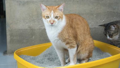 Come riconoscere e curare la cistite felina