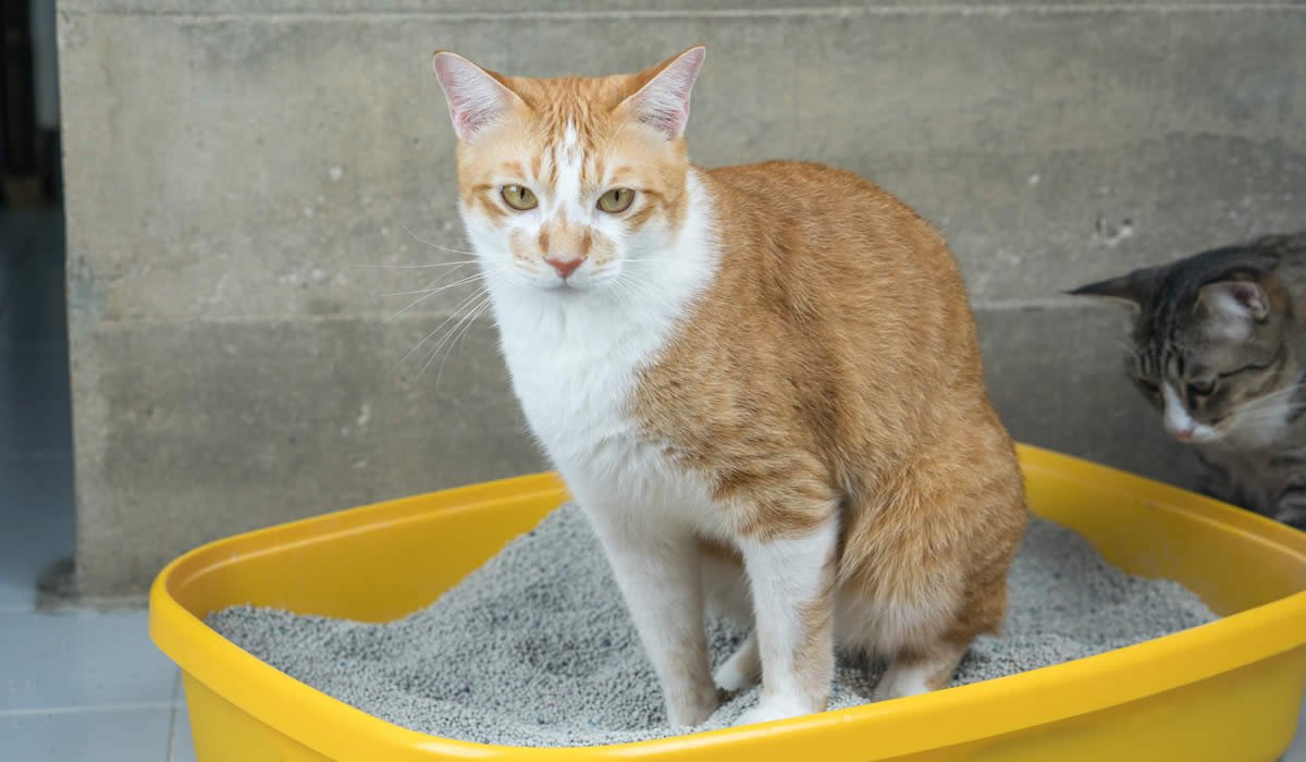 Come riconoscere e curare la cistite felina