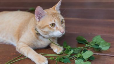 Ecco come riconoscere la vera erba gatta