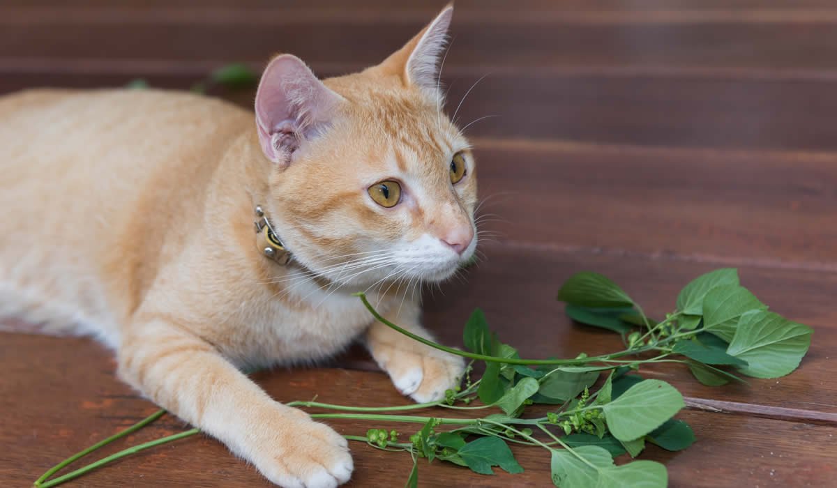 Erba gatta, cos'è e come riconoscerla 1 Ecco come riconoscere la vera erba gatta