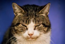 Informazioni sull'aids del gatto