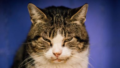 Informazioni sull'aids del gatto