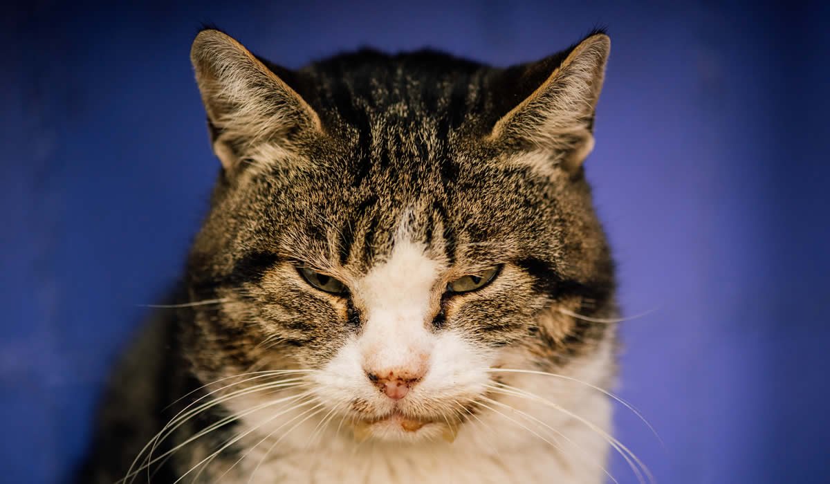 Informazioni sull'aids del gatto