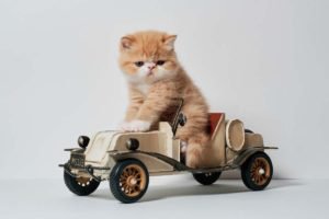Foto di gatti divertenti 4 un micio su una piccola automobile