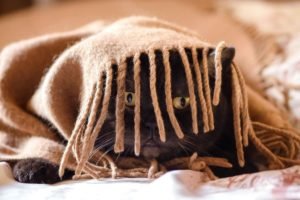 Foto di gatti divertenti 5 Il micio si nasconde sotto la coperta