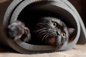 Foto di gatti divertenti 6 Il gatto nera che fa yoga