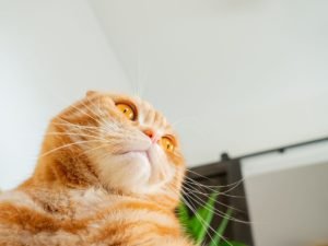 Foto di gatti divertenti 11 Il micio si scatta un selfie