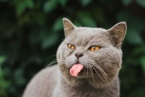 Foto di gatti divertenti 10 il gatto che fa la linguaccia