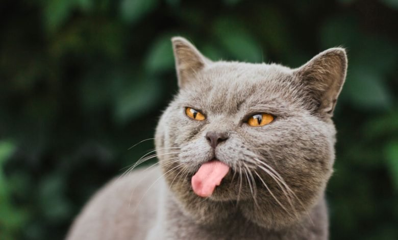 Foto di gatti divertenti 6 il gatto che fa la linguaccia