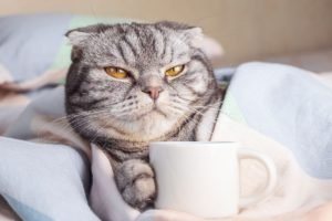 Foto di gatti divertenti 9 Risveglio traumatico per il micio con la tazza