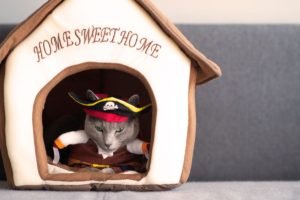 Foto di gatti divertenti 15 Una cuccia per capitan uncino