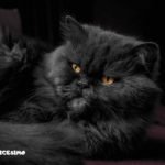 Foto gatti neri 23 foto gatti neri