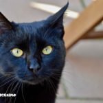 Foto gatti neri 22 immagine di un gatto nero in primo piano