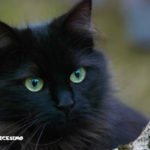 Foto gatti neri 21 un micino nero a pelo lungo