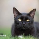 Foto gatti neri 20 un micio con uno sguardo penetrante