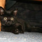 Foto gatti neri 19 gatti neri immagini da scaricare